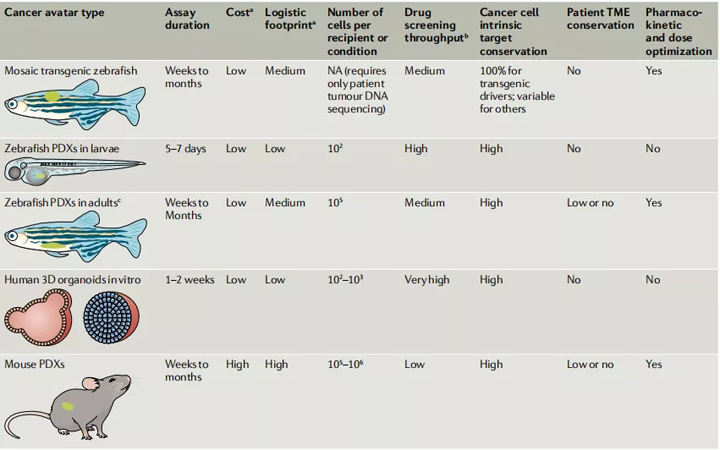 斑马鱼小鼠和类器官癌症模型的比较