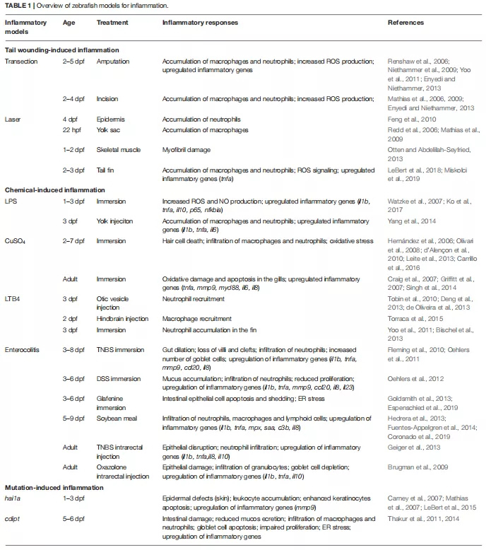 斑马鱼的有用的动物模型用于研究炎症