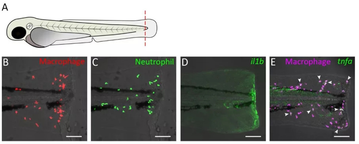 斑马鱼幼虫尾部横切面作为炎症模型