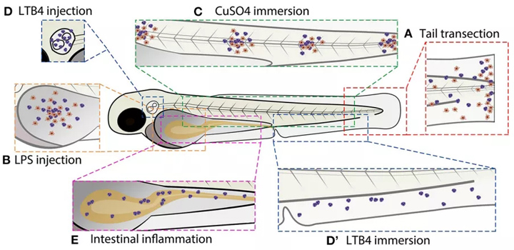 常用斑马鱼幼虫炎症模型示意图