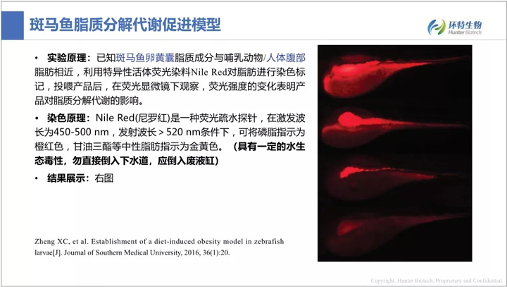 斑马鱼生物技术应用