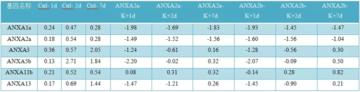 ANXA2a和ANXA2b靶向斑马鱼尾鳍组织中的表达