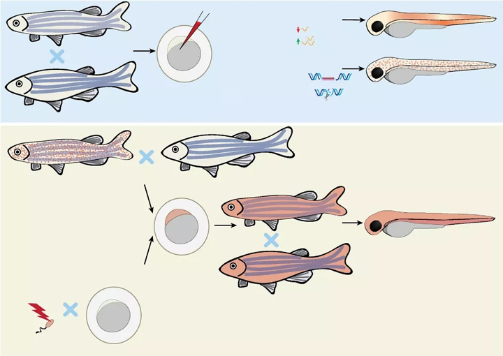 斑马鱼基因控制方法