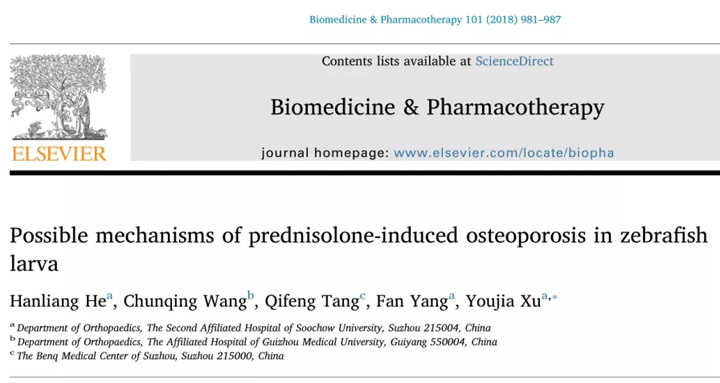 泼尼松龙诱导斑马鱼幼鱼骨质疏松的可能机制