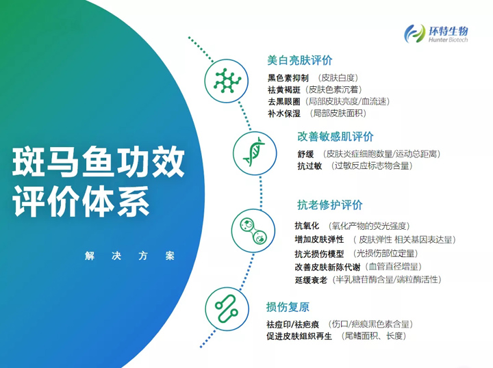 斑马鱼功效评价体系