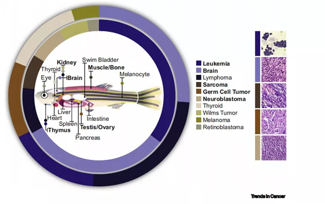 斑马鱼模型在癌症研究中的应用