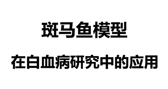 4斑马鱼模型在白血病研究中的应用