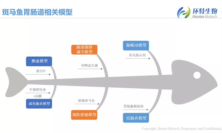 斑马鱼肠道相关模型