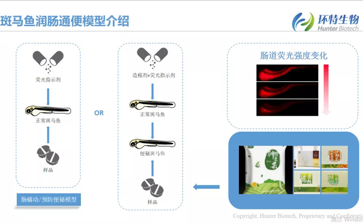 斑马鱼润肠通便模型介绍