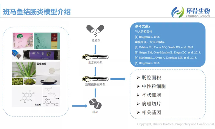 斑马鱼结肠炎模型介绍