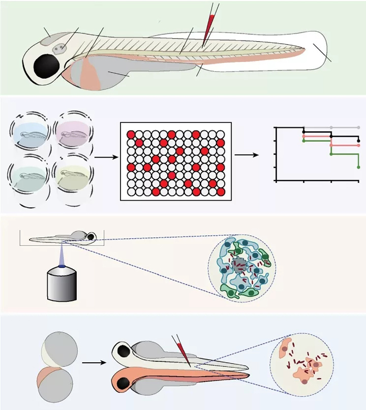 用斑马鱼研究宿主-病原体相互作用