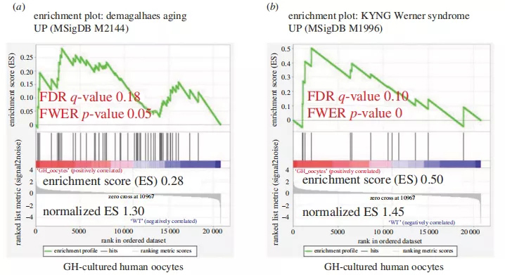 GH培养的人卵母细胞在基因表达水平上显示出老化