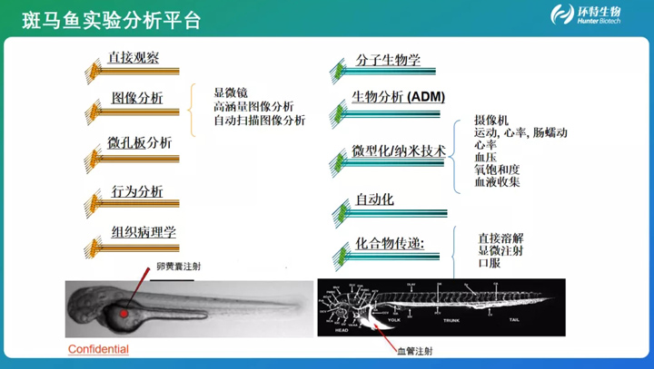 斑马鱼图像智能分析系统的开发与应用