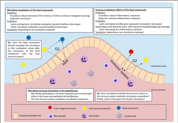 斑马鱼肠道中益生元和益生菌、免疫系统和微生物群相互作用