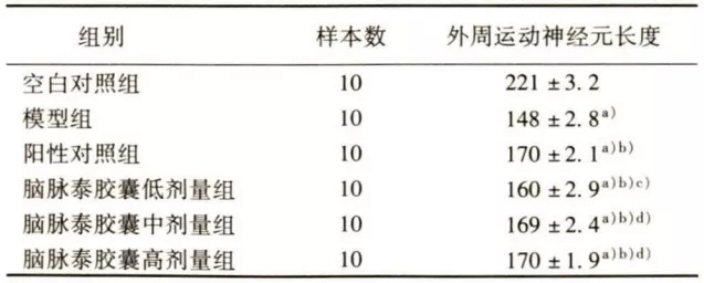 各组斑马鱼外周运动神经元长度比较