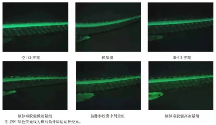各组斑马鱼神经元再生情况比较