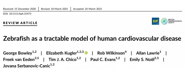 斑马鱼模型研究-心脏疾病研究的可控模型