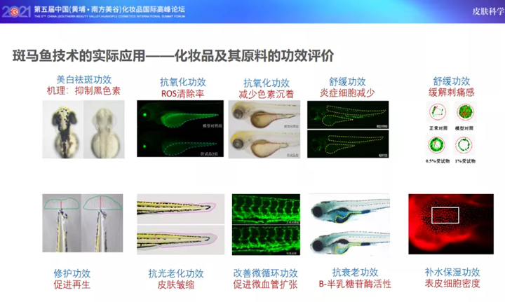 斑马鱼技术的实际应用