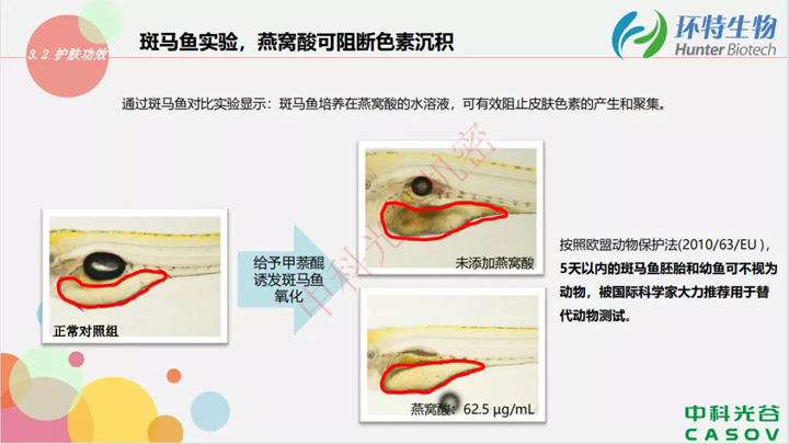 斑马鱼实验