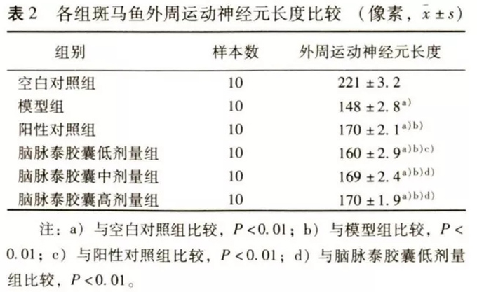各组斑马鱼外周运动神经元长度比较