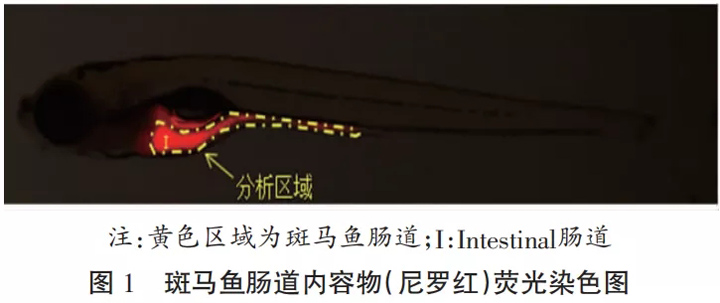 益身清对斑马鱼肠蠕动促进作用评价