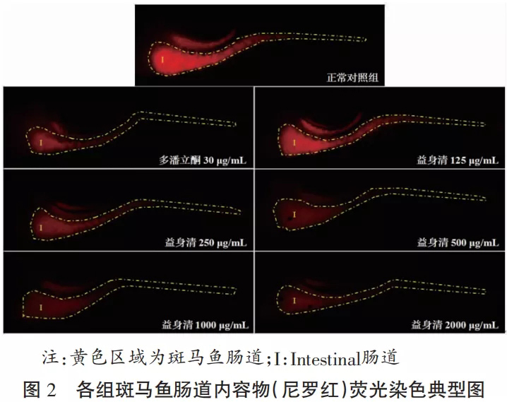 益身清对斑马鱼肠蠕动促进作用评价