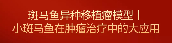 斑马鱼异种移植瘤模型-小斑马鱼在肿瘤治疗中的大应用