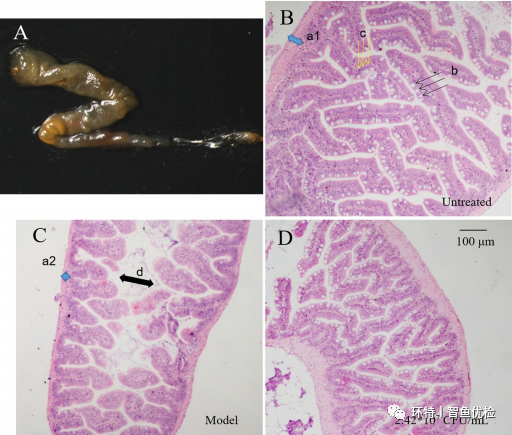 用BL-99处理的斑马鱼肠道中，不规则高糖饮食引起的肠道功能障碍的组织病理学