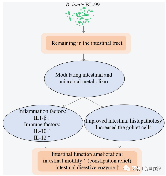 BL-99调节肠道炎症与功能的可能机制