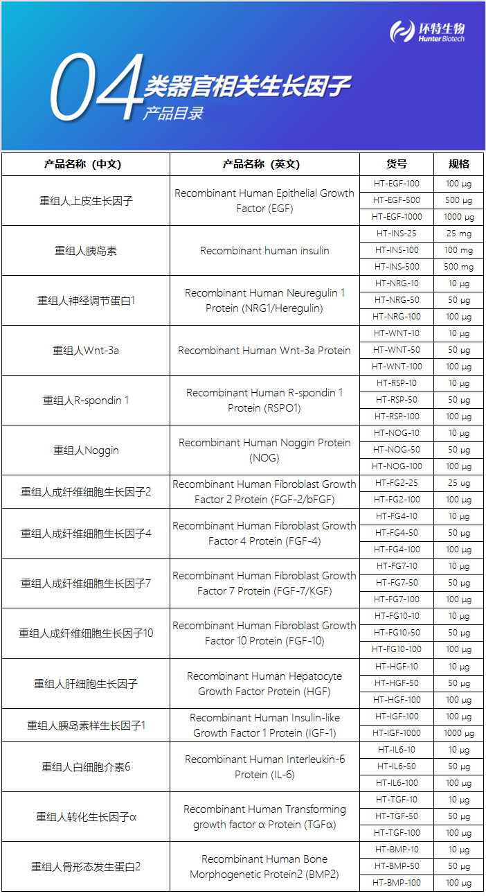 类器官相关生长因子