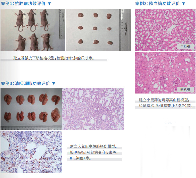 6大小鼠模型案例